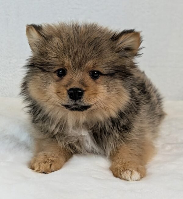 [#252562-02]  - Sable F Pomeranian Puppies For Sale