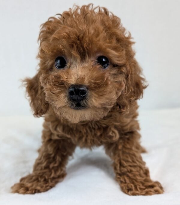 [#252741-02]  - Red M Poodle Puppies For Sale