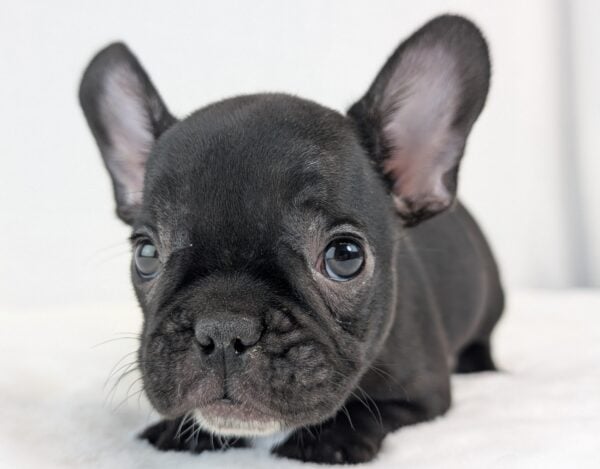 [#252607-02]  - Brindle F French Bulldog Puppies For Sale