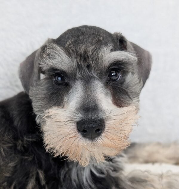 [#252577-05]  - Salt / Pepper M Miniature Schnauzer Puppies For Sale