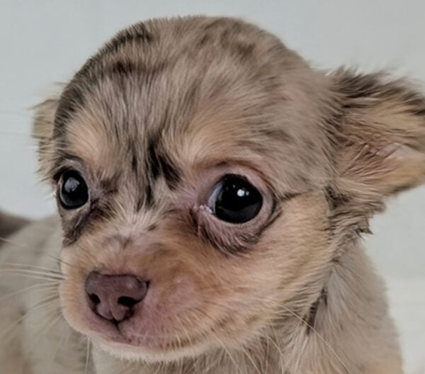 [#252694-03]  - Chocolate Merle / Tan M Chihuahua Puppies For Sale