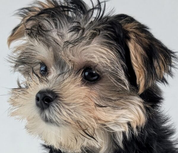 [#252554-01]  - Black / Tan M Morkie Puppies For Sale