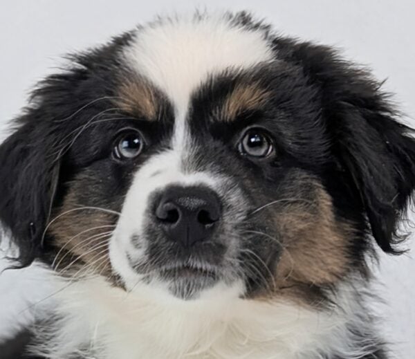 [#252897-01]  - Black M Australian Shepherd Puppies For Sale