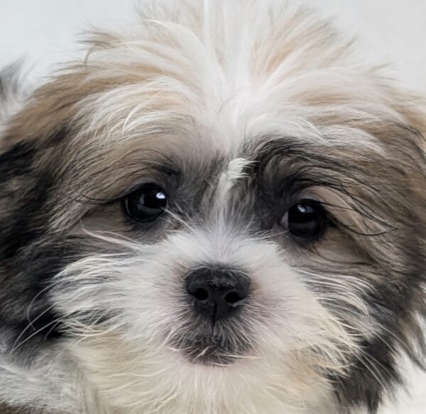 [#252761-04]  - Brown / White M Shiranian Puppies For Sale