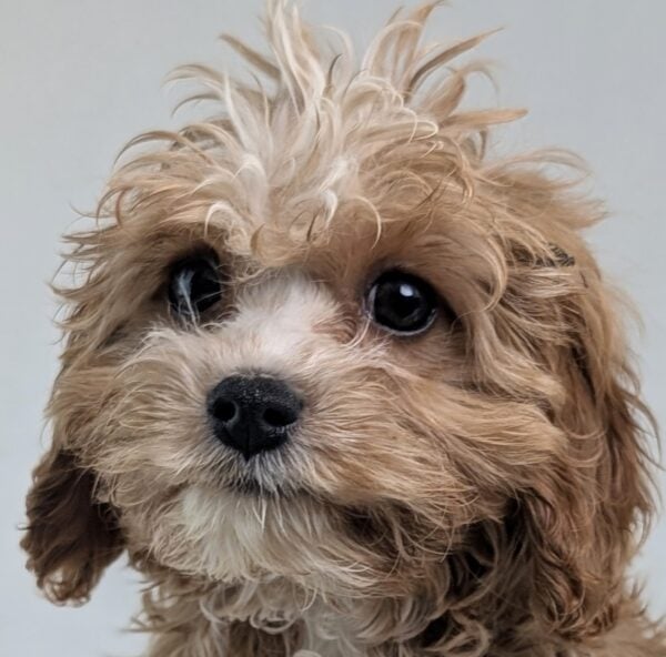 [#252451-02]  - Apricot M Cavapoo Puppies For Sale