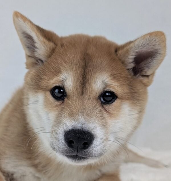 [#252639-01]  - Red M Shiba Inu Puppies For Sale