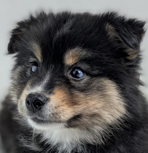 [#252703-02]  - Black M Pomsky 2nd Gen Puppies For Sale