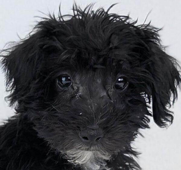 [#252503-02]  - Black / White M Schnoodle Puppies For Sale
