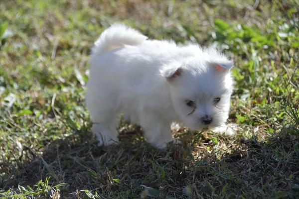 [#252719-01]  - White M Maltese Puppies For Sale