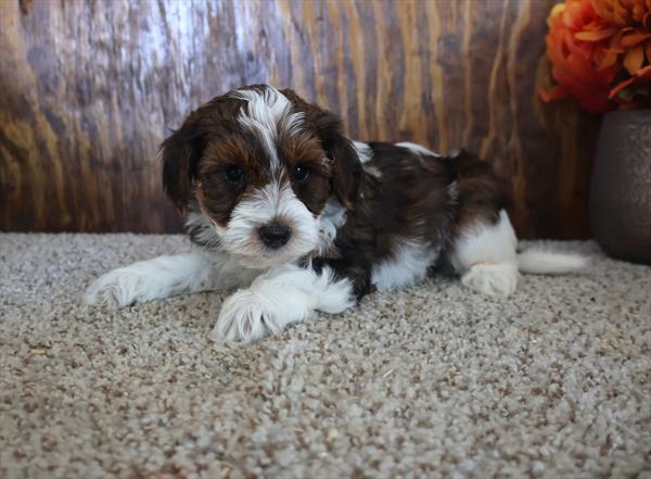 [#252596-01]  - Black / White M Yorkiepoo Puppies For Sale