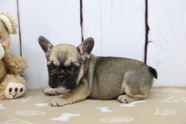 [#252636-01]  - Fawn M French Bulldog Puppies For Sale