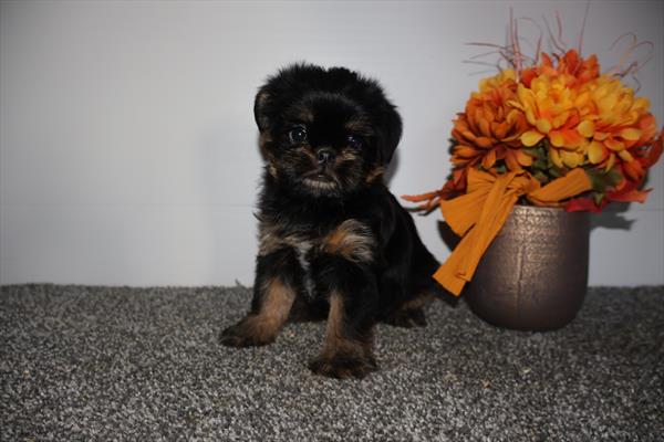 [#252855-02]  - Black / Tan F Brussels Griffon Puppies For Sale