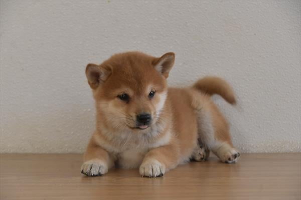[#252781-05]  - Red F Shiba Inu Puppies For Sale