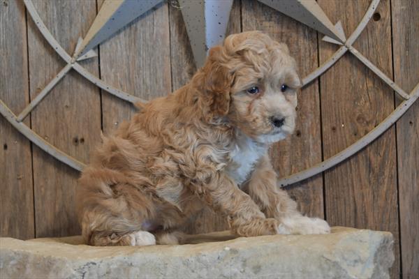 [#252891-04]  - Light Red F Goldendoodle Mini 2nd Gen Puppies For Sale