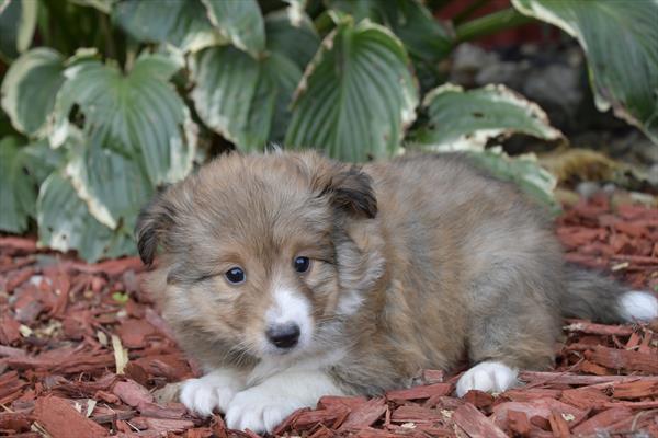 [#252888-02]  - Sable / White M Shetland Sheepdog Puppies For Sale