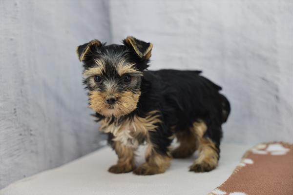 [#252699-05]  - Black / Tan F Yorkshire Terrier Puppies For Sale