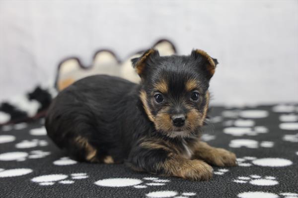 [#252802-04]  - Black / Tan F Yorkshire Terrier Puppies For Sale