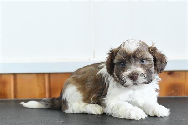 [#252999-04]  - Brown / White M Havanese Puppies For Sale