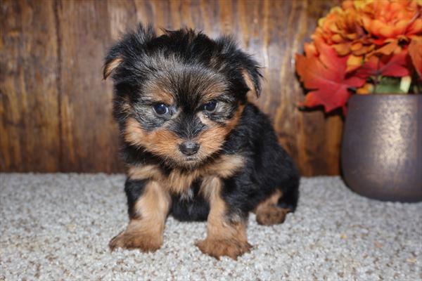 [#253030-02]  - Black / Tan F Pomeranian/Yorkie Puppies For Sale