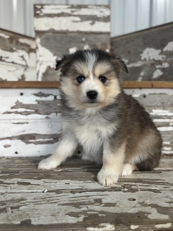 [#252893-04]  - Black / White F Pomsky Puppies For Sale