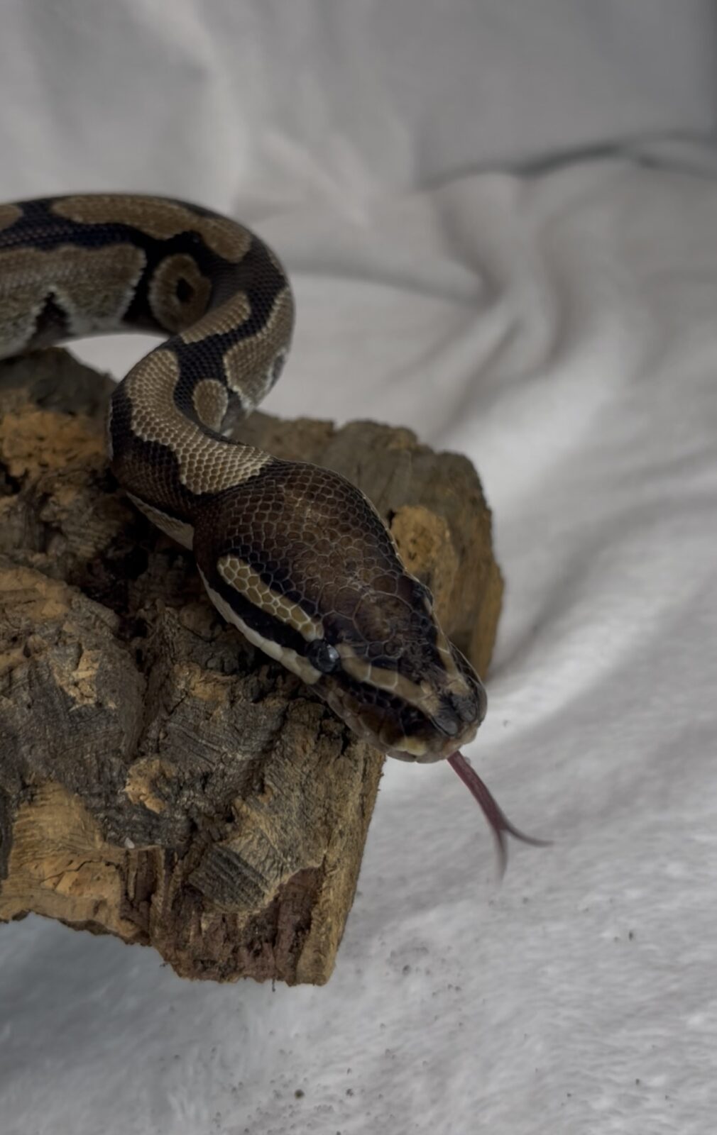 Ball Python snake ID: 31619 Located at Petland Racine, Wisconsin