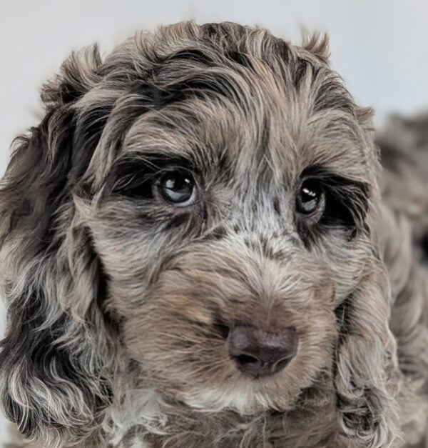 [#252830-01]  - Chocolate Merle M Goldendoodle Mini 2nd Gen Puppies For Sale