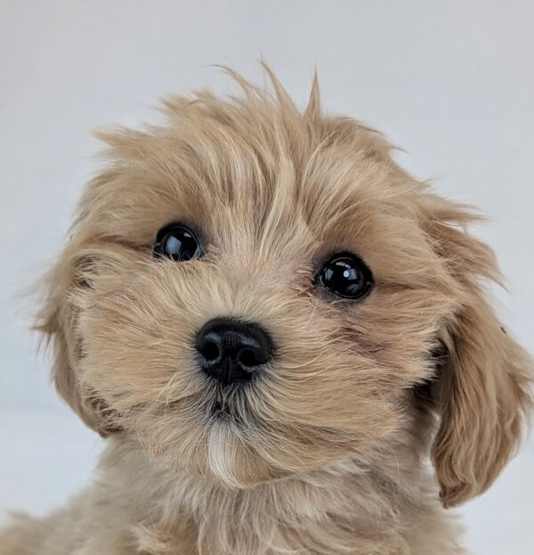 [#252673-04]  - Buff / White M Maltipoo Puppies For Sale