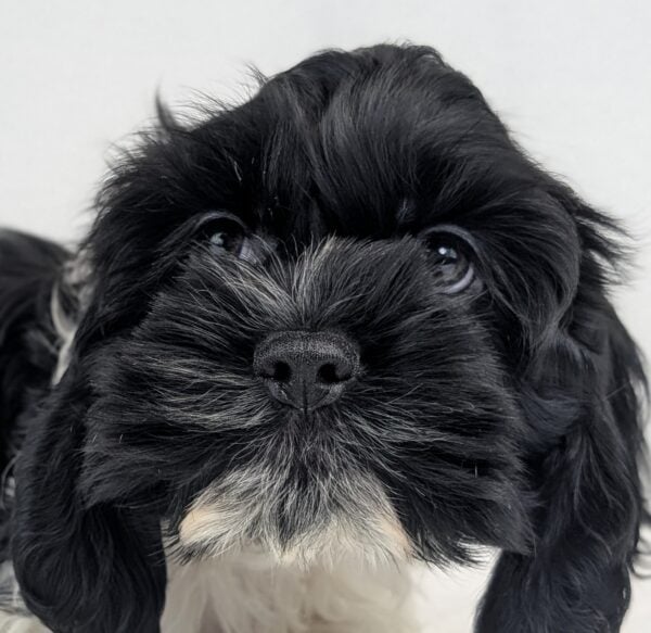 [#252851-02]  - Black / White M Cock A Poo Puppies For Sale