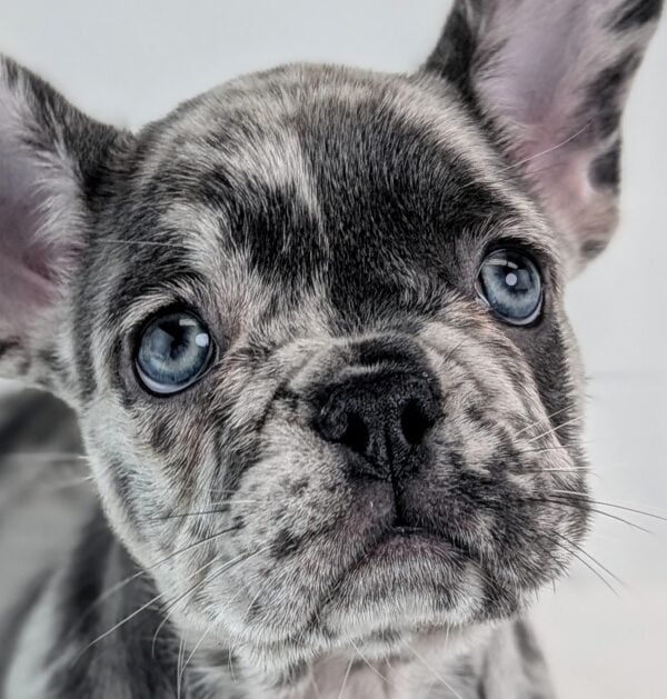 [#252875-03]  - Blue Merle F French Bulldog Puppies For Sale
