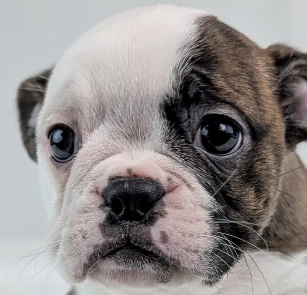 [#252831-02]  - Brindle / White F Boston Bulldog Puppies For Sale