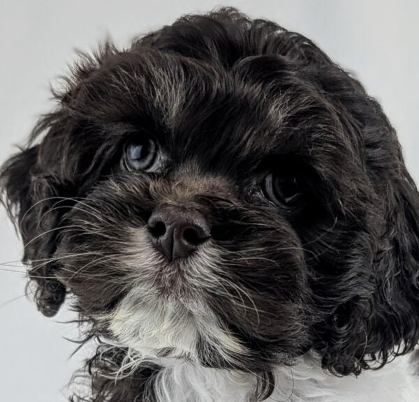 [#252909-04]  - Chocolate F Cock A Poo Puppies For Sale