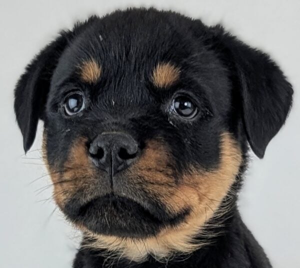 [#252814-02]  - Black / Tan M Rottweiler Puppies For Sale
