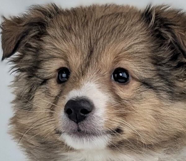 [#252888-02]  - Sable / White M Shetland Sheepdog Puppies For Sale