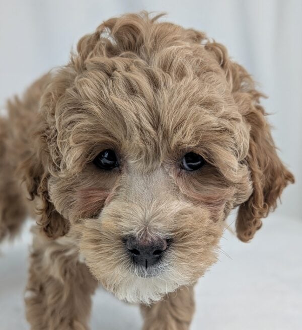 [#252891-04]  - Light Red F Goldendoodle Mini 2nd Gen Puppies For Sale