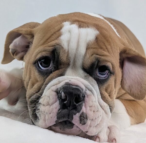 [#252733-10]  - Red / White F Olde English Bulldog Puppies For Sale