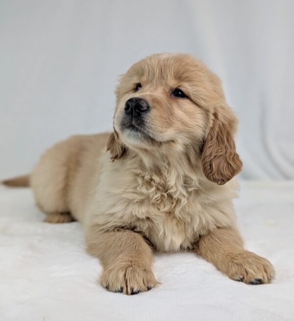 [#252885-06]  - Light Golden F Golden Retriever Puppies For Sale