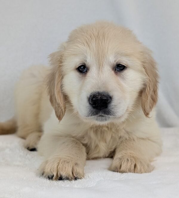 [#252885-05]  - Light Golden M Golden Retriever Puppies For Sale