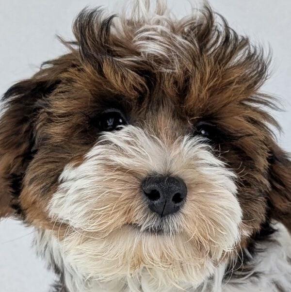 [#252596-01]  - Black / White M Yorkiepoo Puppies For Sale