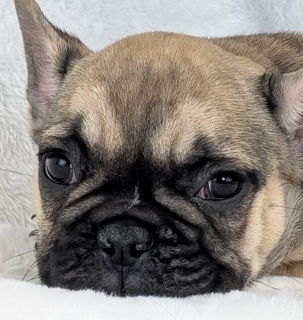[#252636-01]  - Fawn M French Bulldog Puppies For Sale