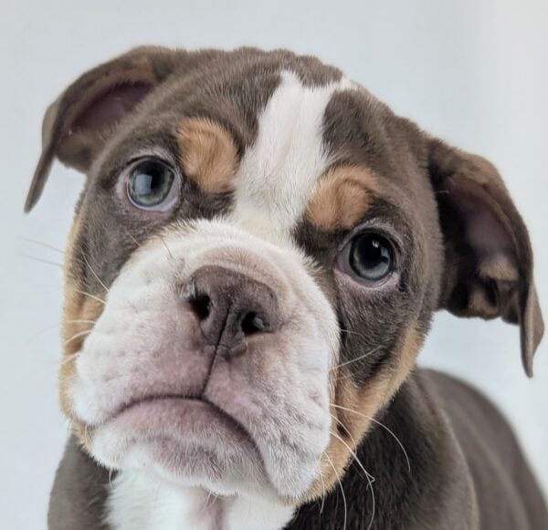 [#252936-02]  - Chocolate M Beabull 2nd Gen Puppies For Sale