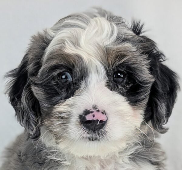 [#252886-11]  - Blue Merle F Bernedoodle Mini Puppies For Sale