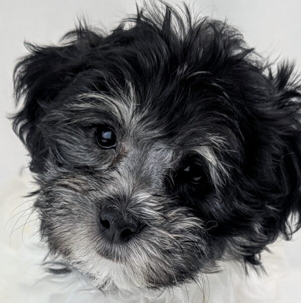 [#252895-05]  - White / Black F Havanese/CotonPoo Puppies For Sale