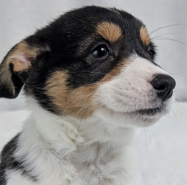 [#252927-01]  - Black Tan / White M Pembroke Welsh Corgi Puppies For Sale