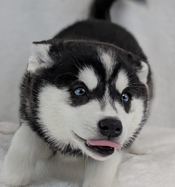 [#252817-03]  - Black F Alaskan Klee Kai Puppies For Sale