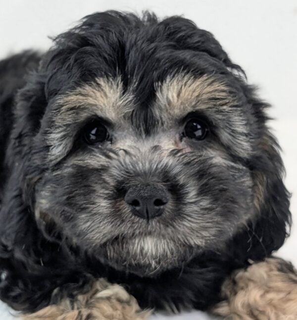 [#253002-02]  - Black / Brown M Cavapoo Puppies For Sale