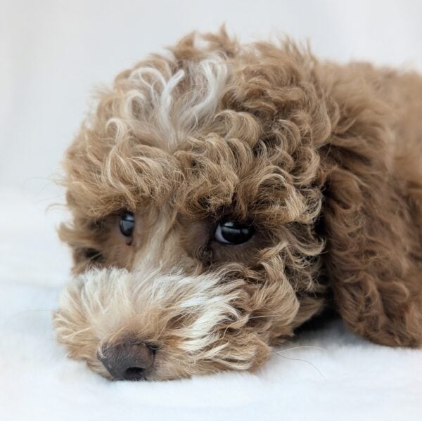 [#252776-08]  - Cream / White F Poodle Puppies For Sale