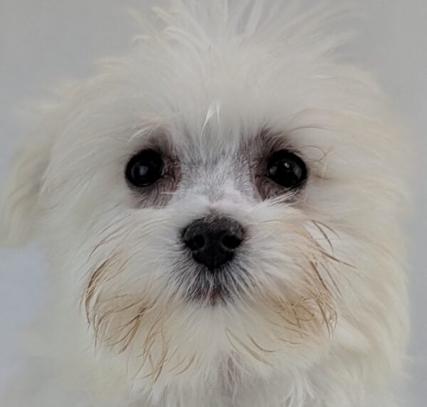 [#252719-01]  - White M Maltese Puppies For Sale