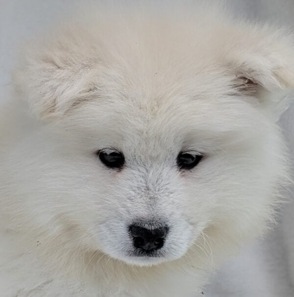 [#252914-02]  - White M Samoyed Puppies For Sale