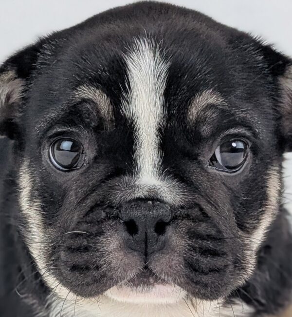 [#252996-02]  - Black / White F Frug Puppies For Sale