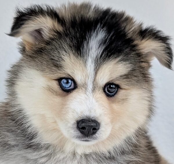 [#252893-04]  - Black / White F Pomsky Puppies For Sale